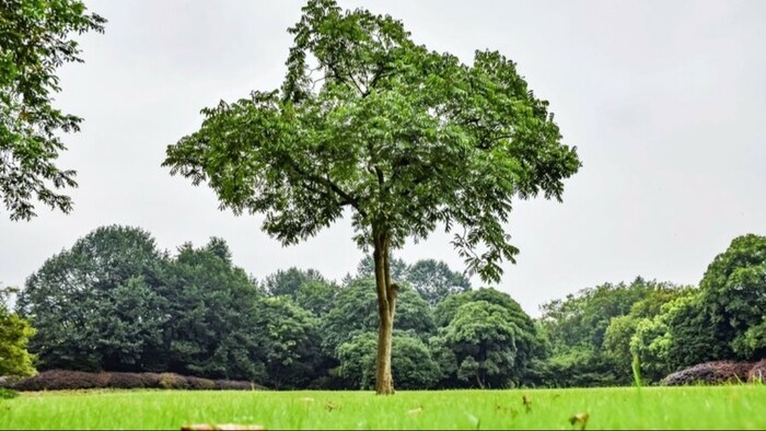 किसान खेती भी करें और जंगल भी लगाएं, इसके लिए नर्सरी से मिलेंगे अब ब्रांडेड पौधे