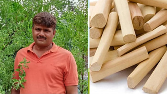 अविनाश कुमार ने कहा कि सफेद चंदन की खेती में लागत कम और मुनाफा ही मुनाफा (फोटो-किसान तक)