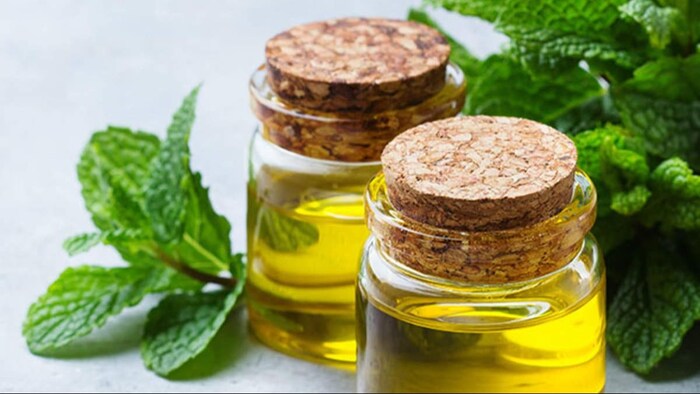 Mentha farming
