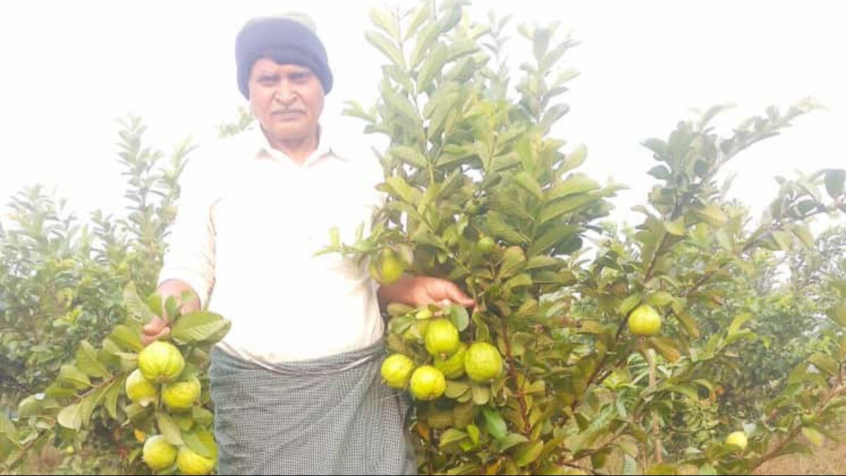 Success Story: मऊ जिले का ये किसान बना मिसाल, ताइवानी पिंक अमरूद से हर साल कर रहे लाखों की कमाई