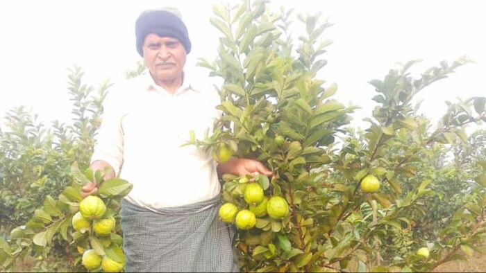 पिंक ताइवान अमरूद की खेती कर किसान हाे रहे मालामाल (फोटो किसान तक)