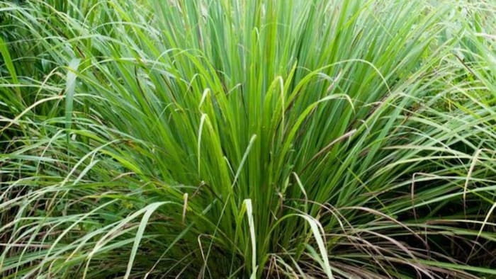 क्या होता है चीनी चीव, (सांकेतिक तस्वीर)