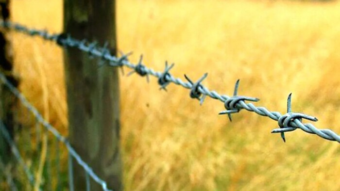 छुट्टा जानवरों से बचाने के लिए खेतों में लगाए थे कंटीले तार
