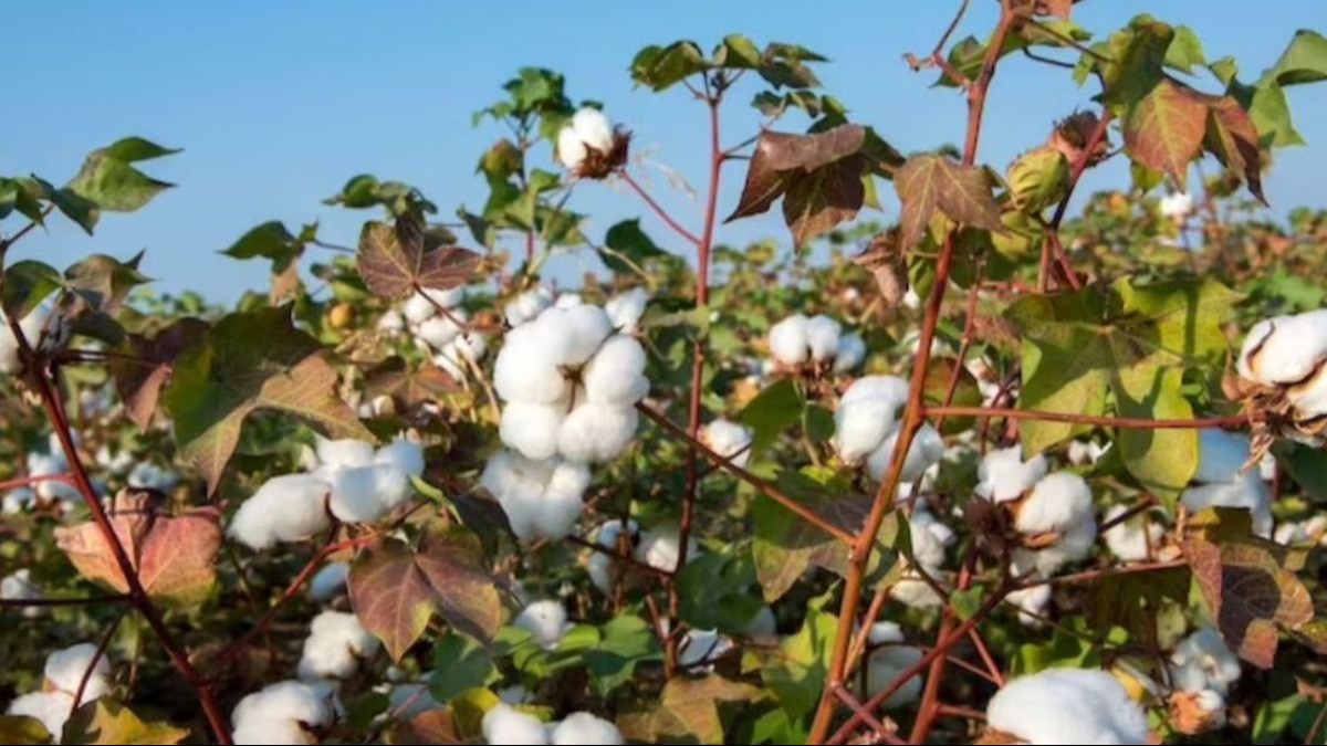 Cotton Mandi Bhav: गुजरात में मिल रहा है कॉटन का सबसे ज्यादा दाम, जानिए मंडी भाव