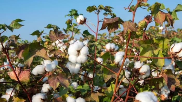 Cotton Mandi Bhav