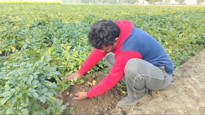 Crop Diversification