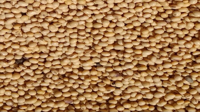 Soybean Mandi Bhav