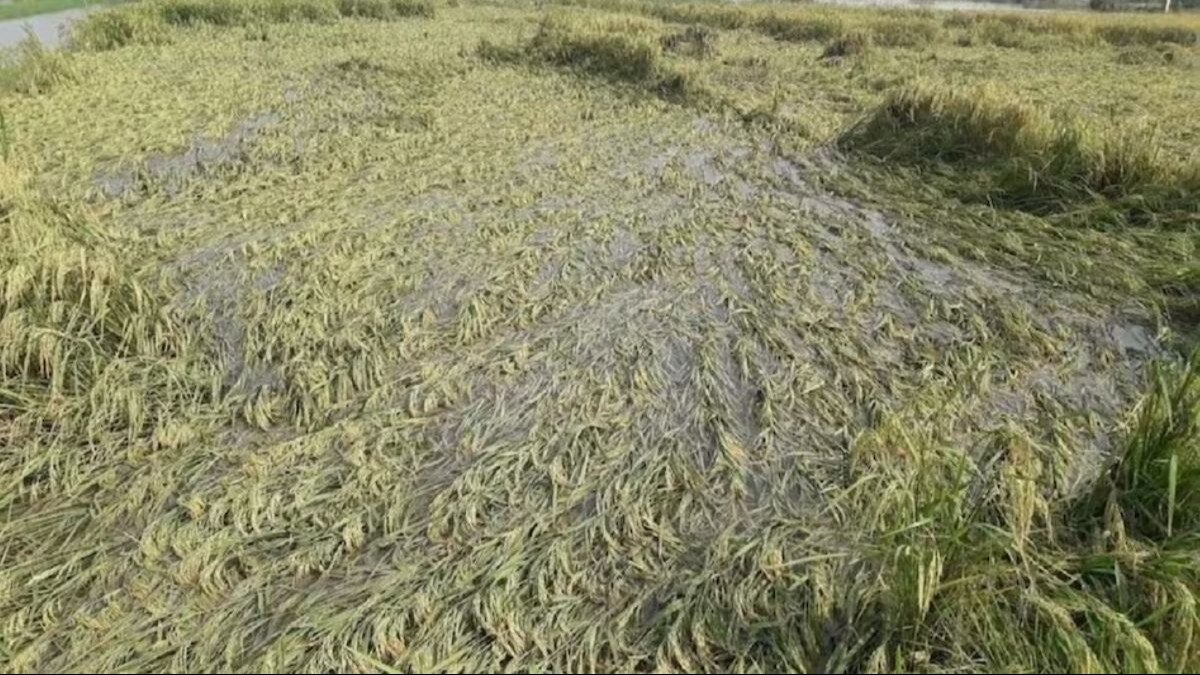बारिश से झारखंड में धान की फसल बर्बाद, आलू और सरसों में लग सकती है ये गंभीर बीमारी