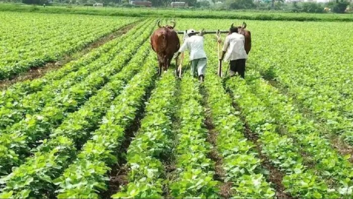 farmers are doing organic farming