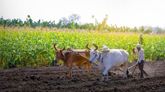 रबी फसल की बुवाई में गिरावट. (सांकेतिक फोटो)