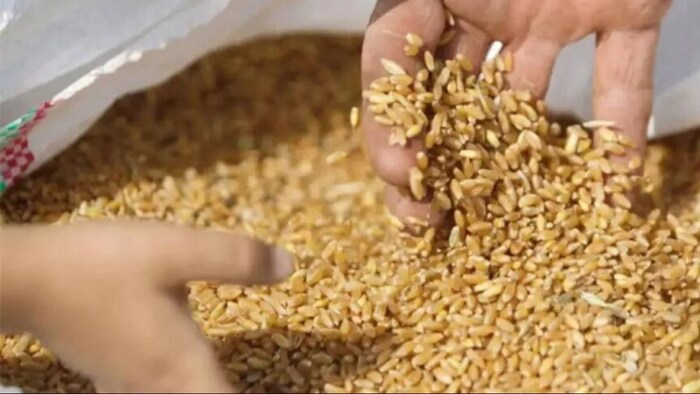 केंद्र सरकार ओपन मार्केट में बेचेगी अतिरिक्त गेहूं. (सांकेतिक फोटो)