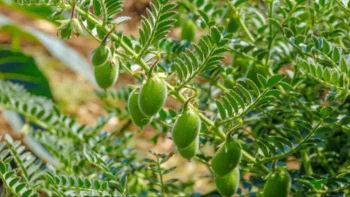 Advisory for farmers