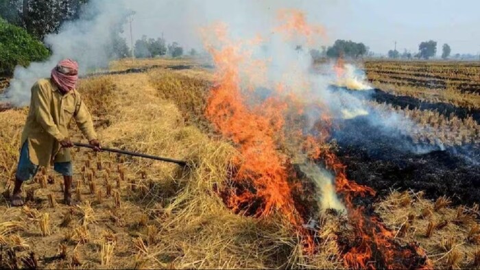 हरियाणा के साथ- साथ पंजाब में भी पराली जलाने के मामले में गिरावट आई है. (सांकेतिक फोटो)