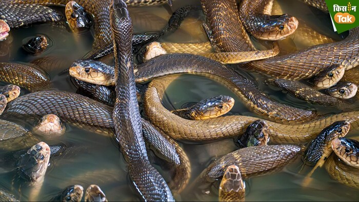 बिलों से बाहर निकले अजगर करते हैं किसानों की मदद (Photo- kisan tak)