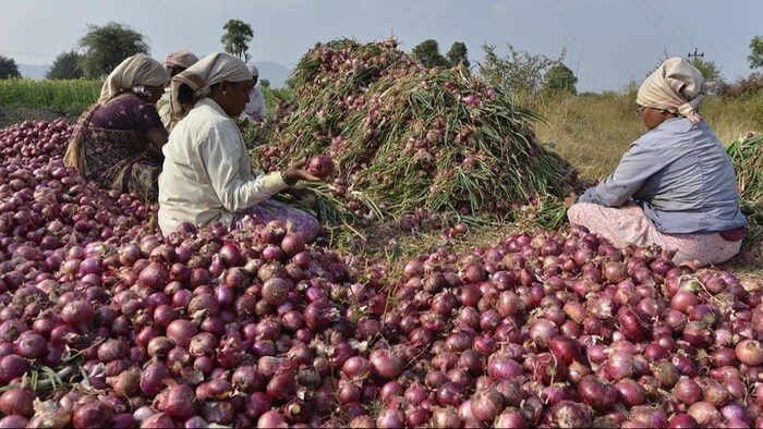 Onion Farmers