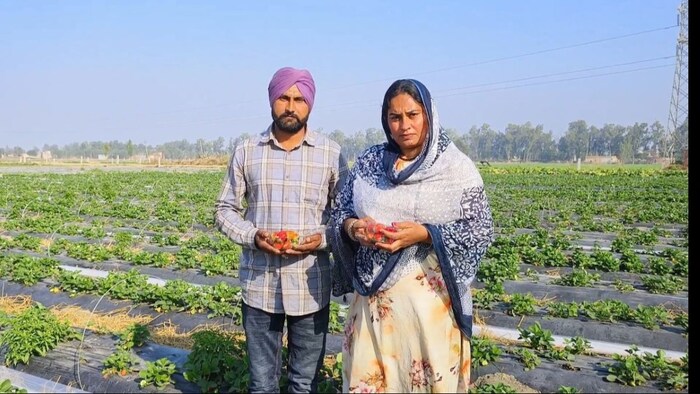 पंजाब में स्ट्रॉबेरी की खेती करते हैं पति-पत्नी.