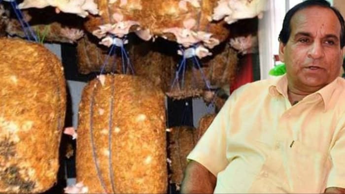 मोटाराम शर्मा 16 प्रकार के मशरूम उगाते हैं