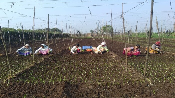 Onion cultivation