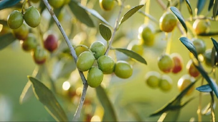 जैतून की 5 सबसे बेहतर किस्में जो भारत में उगाई जाती हैं