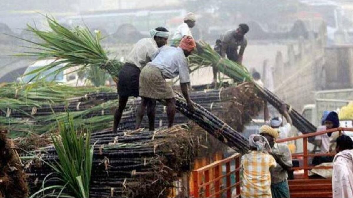 Sugarcane Farming : यूपी में छोटे गन्ना किसानों पर फोकस से इस सीजन में 10 लाख से ज्यादा किसानों के लिए जारी हुई गन्ना पर्ची
