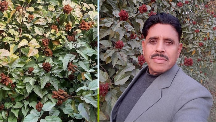 सिंदूर की खेती करने वाले उत्तर प्रदेश के फतेहपुर जिले के अशोक तपस्वी अच्छा मुनाफा कमा रहे हैं. (Photo- Kisan Tak)