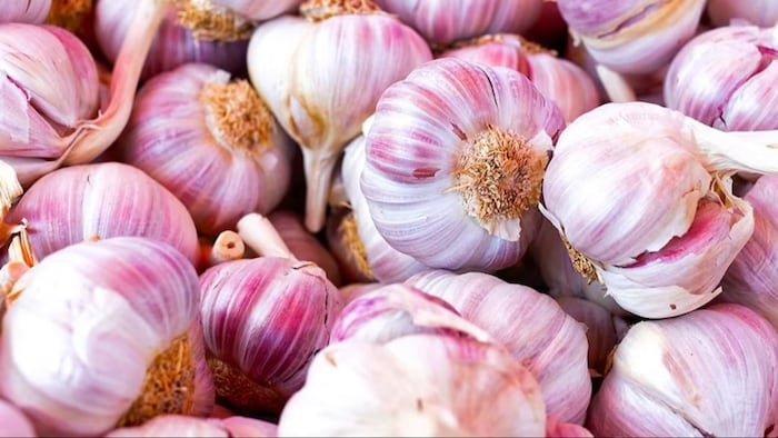 Garlic Price