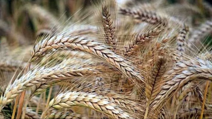 गेहूं का सबसे बड़ा दुश्मन है पाला