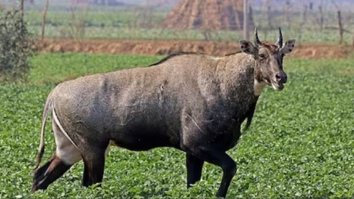 अब मात्र 30 रुपये के इस जुगाड़ से खेतों से भगा सकते हैं नीलगाय