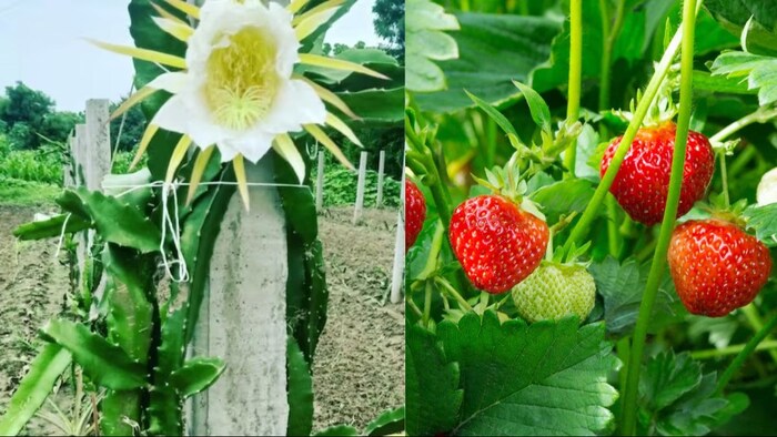 स्ट्रॉबेरी और पपीते की खेती पर ले सकते हैं सब्सिडी