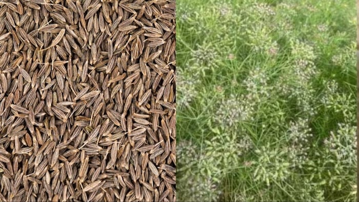 cumin varieties,