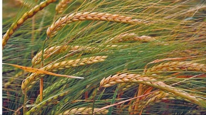 गेहूं की तरह दिखने वाला जौ भी है रबी की खास फसल