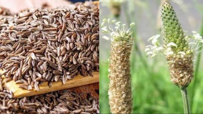 जीरे के भावों में आई गिरावट, ईसबगोल ने मारी बाजी