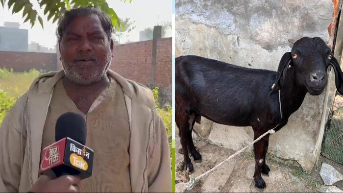 रामरूप कहते हैं कि वर्तमान में मेरे पास अभी 30 बकरियां है. (Photo- Kisan Tak)