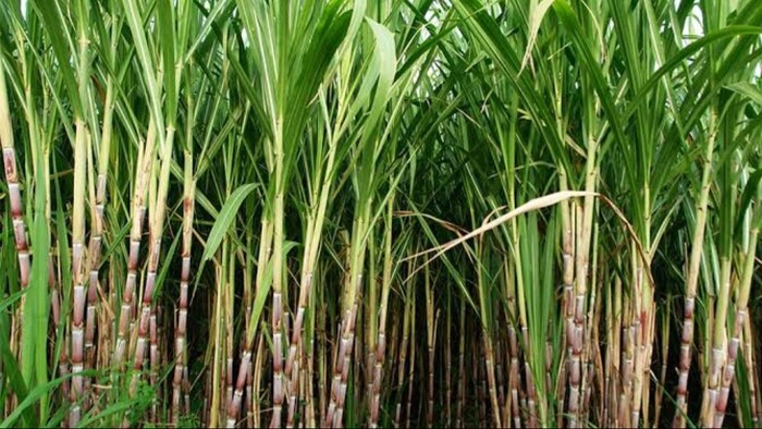 अब फिर से गन्ने से बनेगा इथेनॉल, सरकार दे सकती है जल्द अनुमती