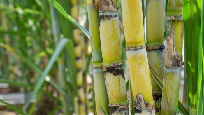 भारत का सबसे बड़ा गन्ना उत्पादक राज्य कौनसा है