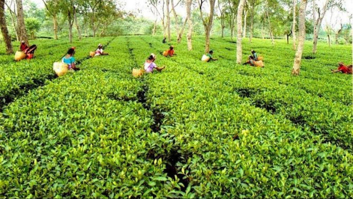 Assam tea worth Rs 2,300 crore sold at Guwahati Tea Auction Centre in