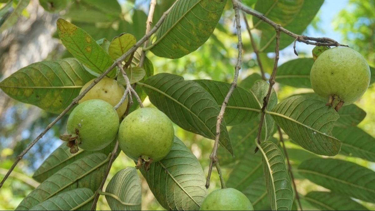 क्यों अमरूद के छोटे फल गिरने लगते हैं? ये है वजह, बचाव के लिए दवा का नाम भी जान लें