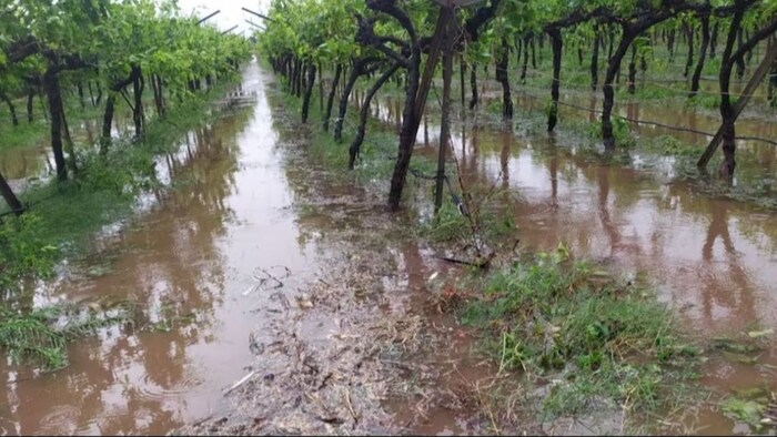 Farmers affected by rain and hailstorm got compensation