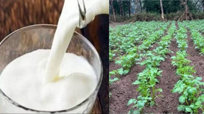 Spray milk on plants