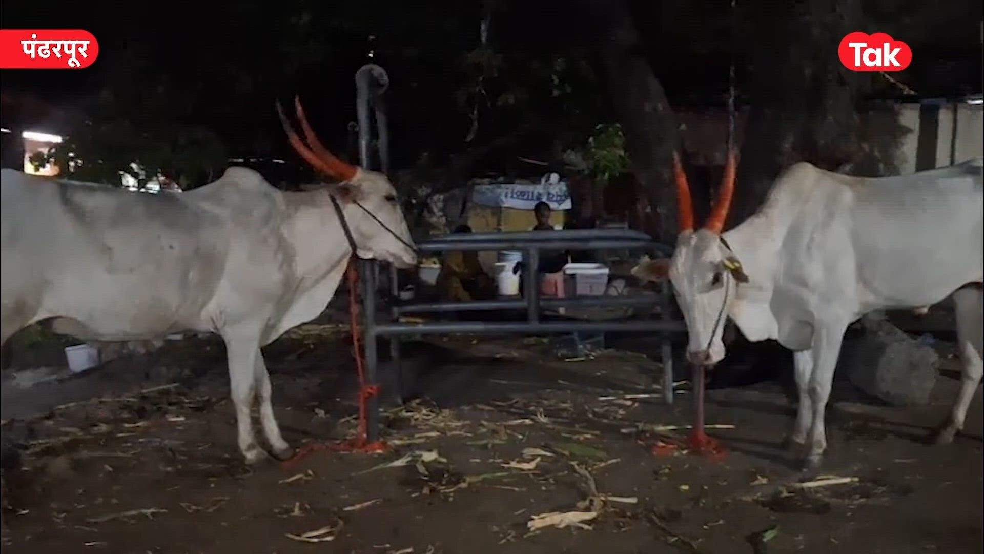 पंढरपूर : कथित गोरक्षकांची गुंडगिरी, शेतकऱ्याचे बैल पोलिसांच्या ताब्यात; नेमकं प्रकरण काय?