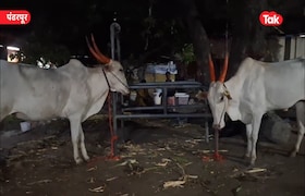 पंढरपूर : कथित गोरक्षकांची गुंडगिरी, शेतकऱ्याचे बैल पोलिसांच्या ताब्यात; नेमकं प्रकरण काय? Issues related to mobile drivers and police station situations