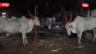 पंढरपूर : कथित गोरक्षकांची गुंडगिरी, शेतकऱ्याचे बैल पोलिसांच्या ताब्यात; नेमकं प्रकरण काय? Mumbai Tak