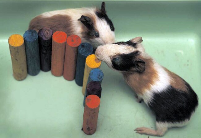 3 अक्टूबर 2012: तस्वीरों में इंडिया टुडे | पढ़ें 3 अक्टूबर 2012: तस्वीरों में इंडिया टुडे | <a style='COLOR: #d71920' href='http://bit.ly/indiatoday-hindi-section' target='_blank'>पढ़ें