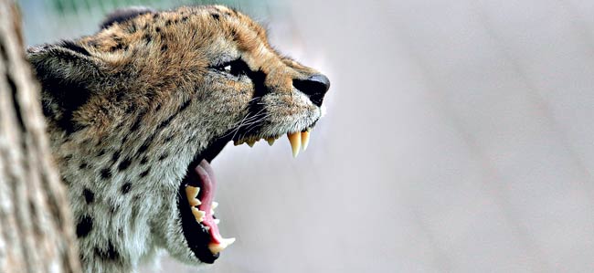 15 मई 2013: तस्‍वीरों में इंडिया टुडे | <a style='COLOR: #d71920' href='http://bit.ly/indiatoday-hindi-section' target='_blank'>पढ़ें इंडिया