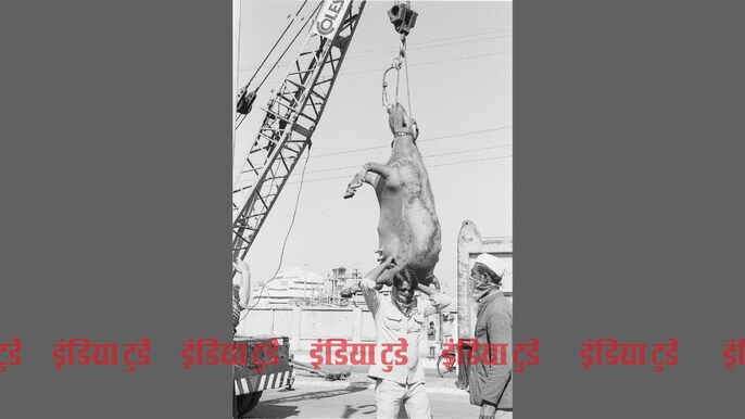 भोपाल गैस कांड : तस्वीरों के जरिए त्रासदी की कहानी भोपाल गैस कांड : तस्वीरों के जरिए त्रासदी की कहानी