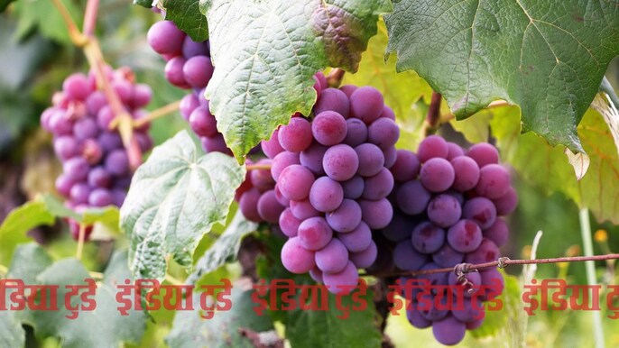 स्पेन में लोग 12 अंगूर खाकर नए साल का स्वागत करते हैं स्पेन में लोग 12 अंगूर खाकर नए साल का स्वागत करते हैं