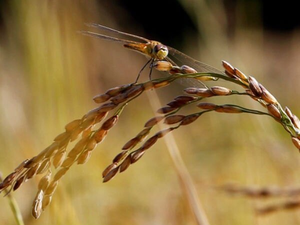 ചിങ്ങം 1 ചിങ്ങം 1