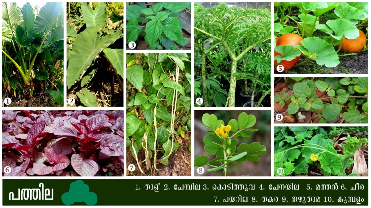 നാട്ടറിവ് 10 leafy vegetables in Kerala and their health benefits