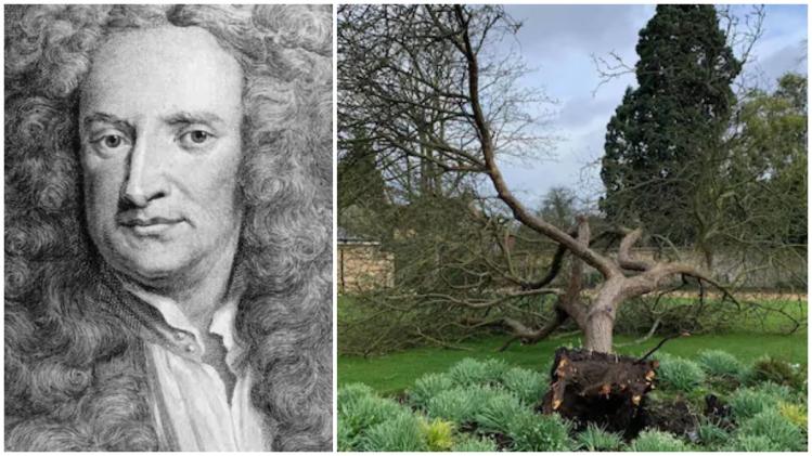 Newton’s apple tree falls ന്യൂട്ടന്റെ തലയില്‍ ആപ്പിള്‍ വീഴ്ത്തിയ വന്