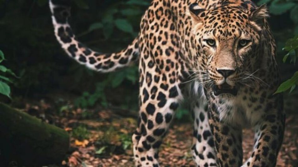 Leopard in Kattakkada: കാട്ടാക്കടയിൽ പുലിയിറങ്ങി? വനംവകുപ്പ് കാൽപ്പാടുക